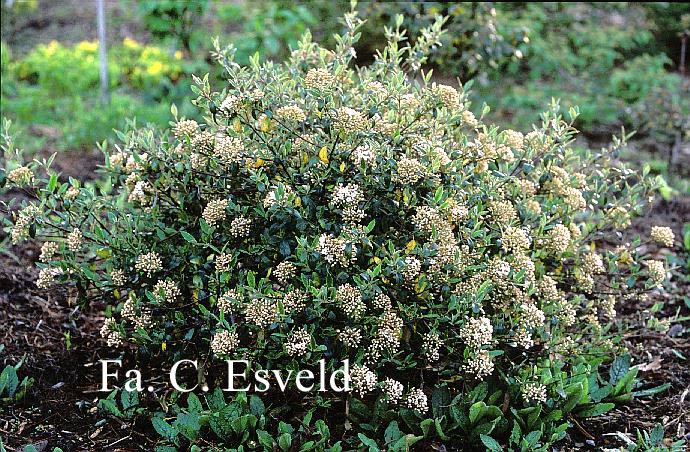 Viburnum burkwoodii 'Conoy'