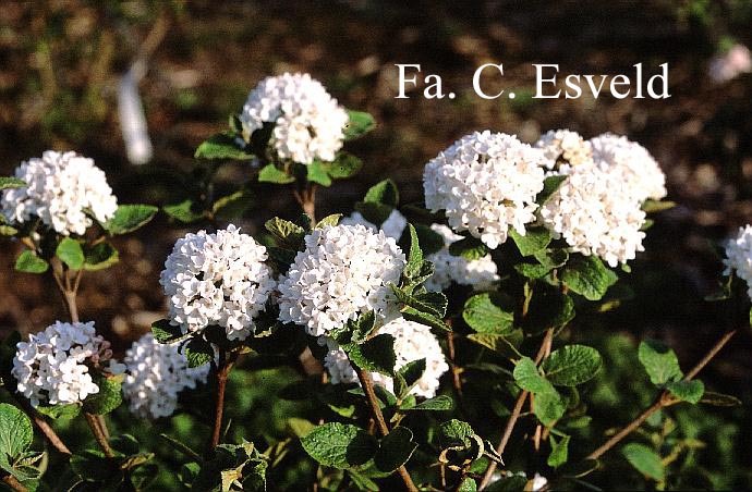 Viburnum carlesii 'Compacta'