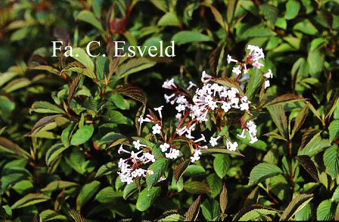 Viburnum farreri 'December Dwarf'