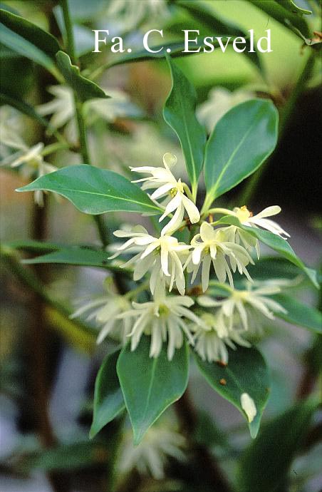 Illicium anisatum