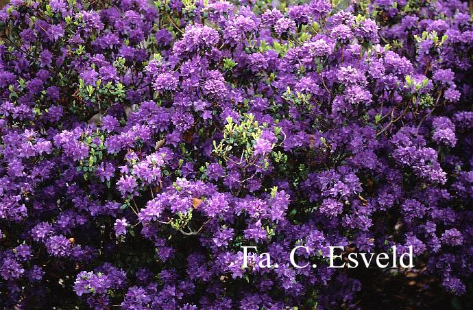 Rhododendron 'St. Minver'