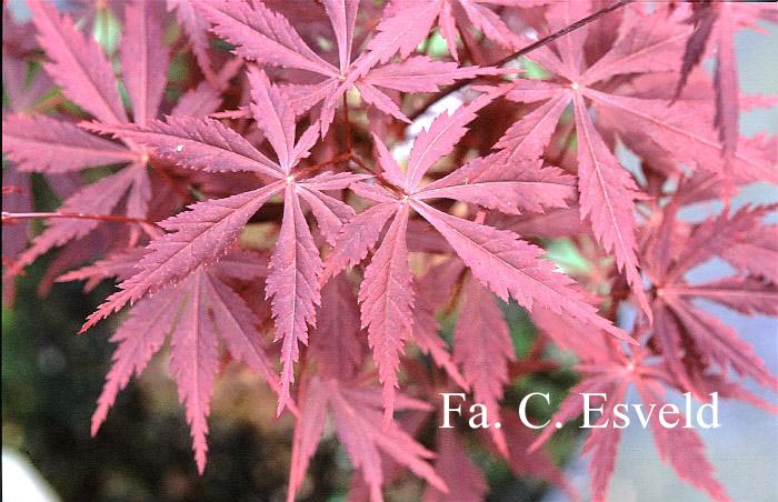 Acer palmatum 'Kuro kami yama'