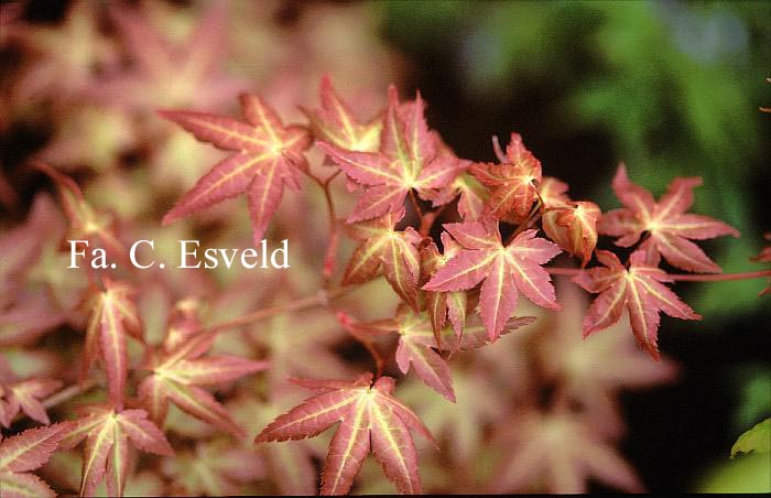 Acer palmatum 'Bonfire'