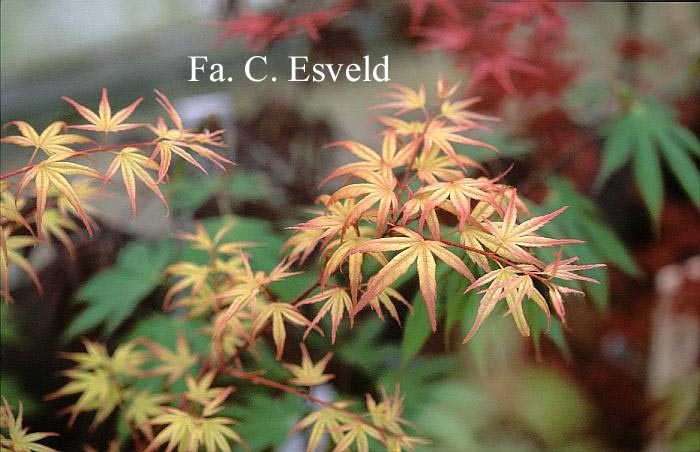 Acer palmatum 'Beni otome'