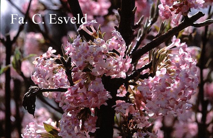 Viburnum bodnantense 'Dawn'