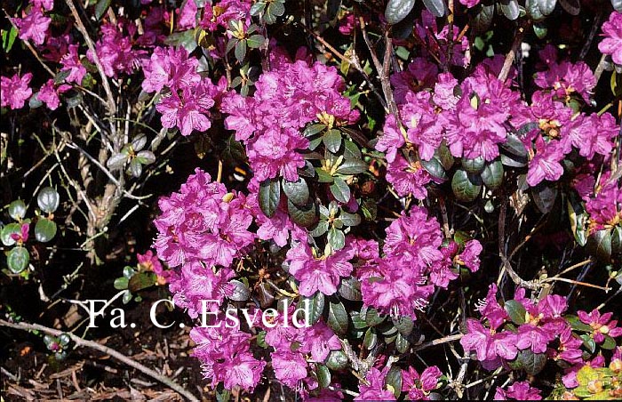 Rhododendron 'P.J. Mezitt Elite'