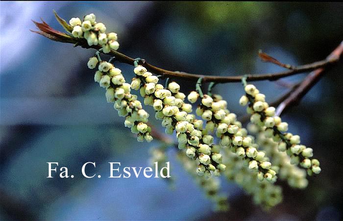 Stachyurus praecox