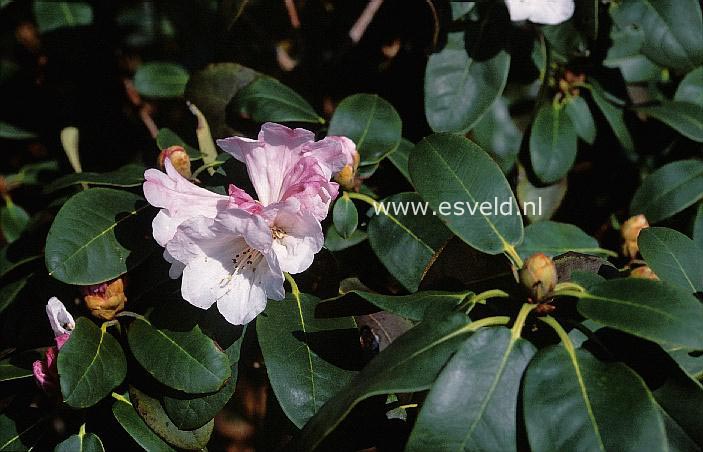 Rhododendron wallichii