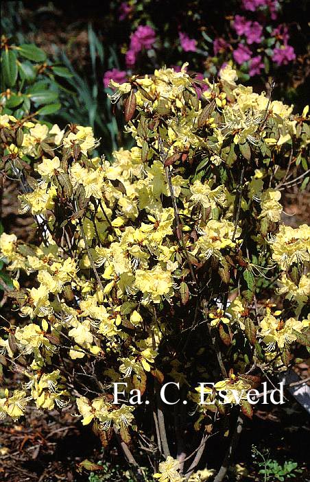 Rhododendron lutescens