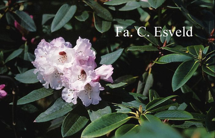 Rhododendron pseudochrysanthum