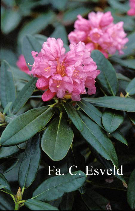 Rhododendron rufum (17395)