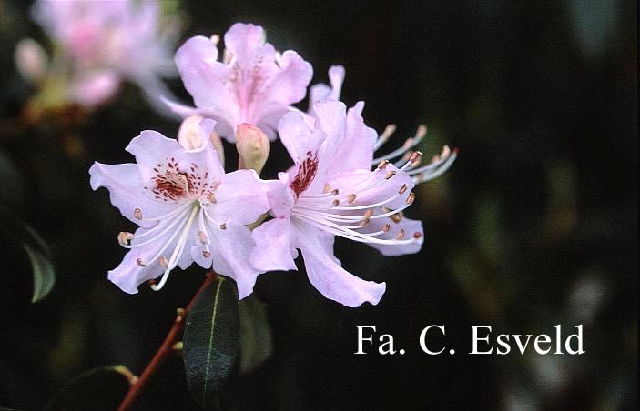 Rhododendron rigidum