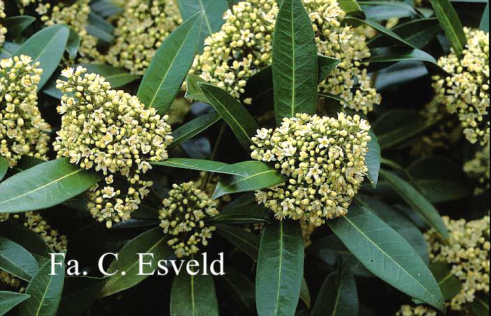 Skimmia confusa 'Kew Green'