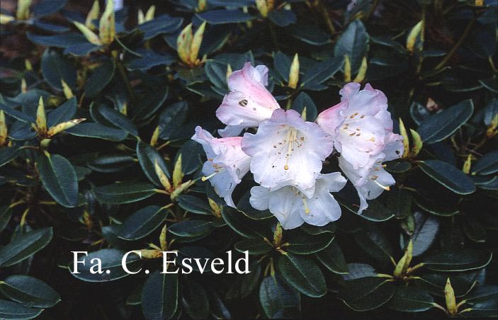 Rhododendron pseudochrysanthum