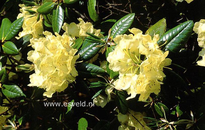 Rhododendron 'Full Moon'