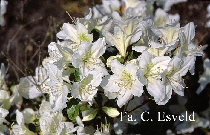 Azalea 'White Lady'