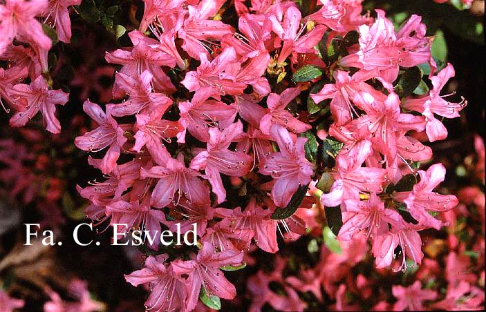 Azalea 'Kinugayo'