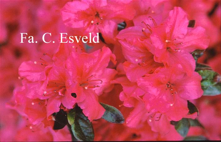 Azalea 'Excelsior'