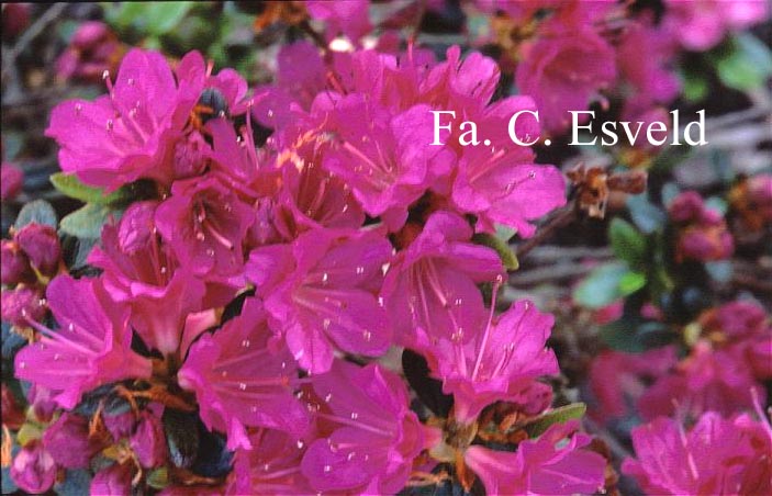 Azalea 'Christina'