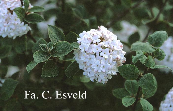 Viburnum carlesii 'Aurora'