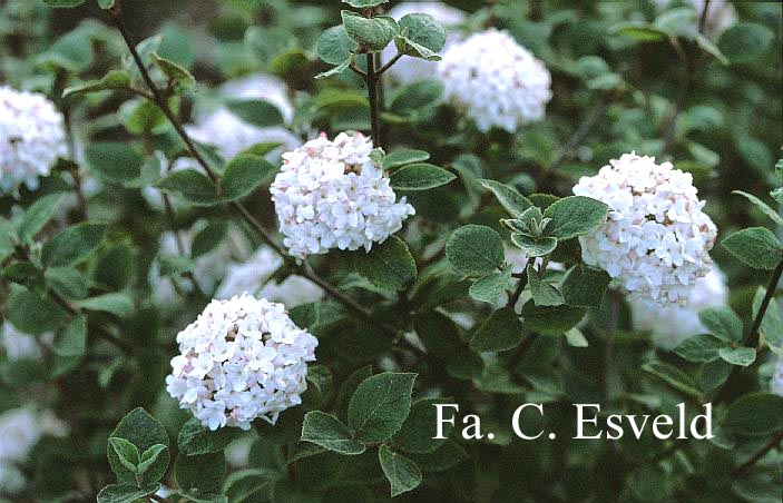 Viburnum carlesii 'Aurora'