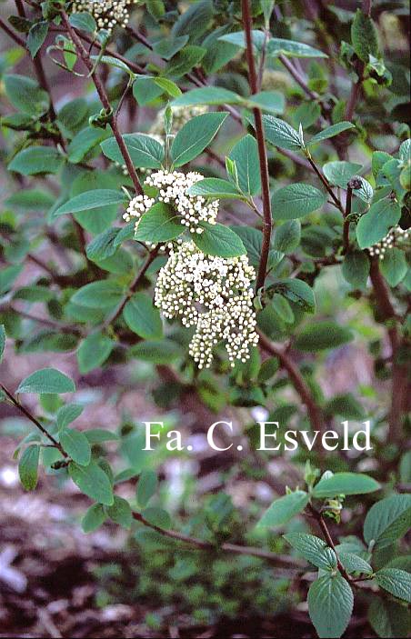 Viburnum 'Emerald Triumph'