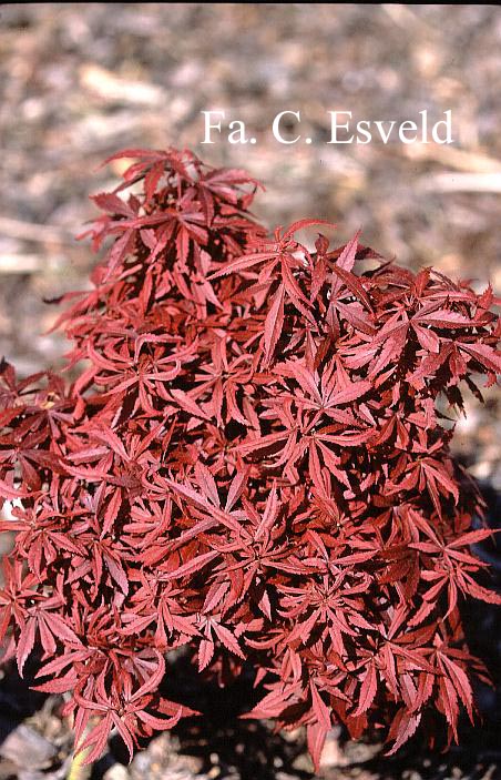 Acer palmatum 'Carlis Corner Broom'