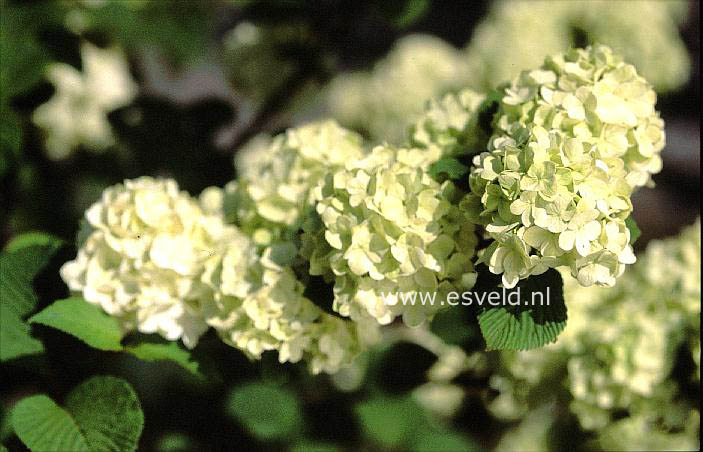 Viburnum plicatum 'Rotundifolium'