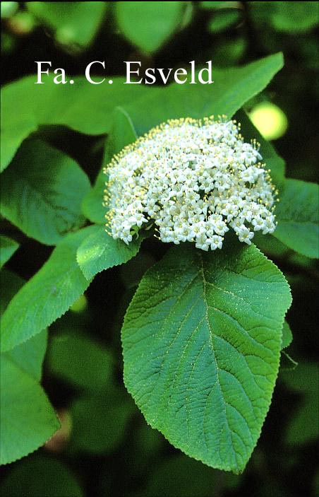 Viburnum lantana 'Aureum'