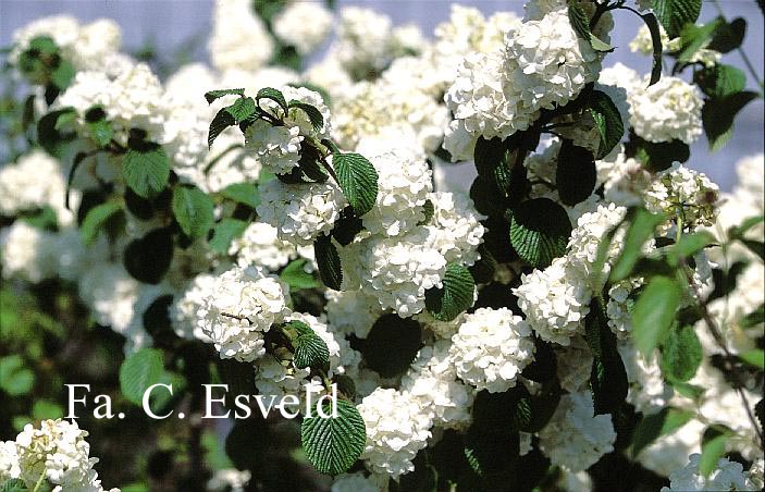 Viburnum plicatum 'Popcorn'