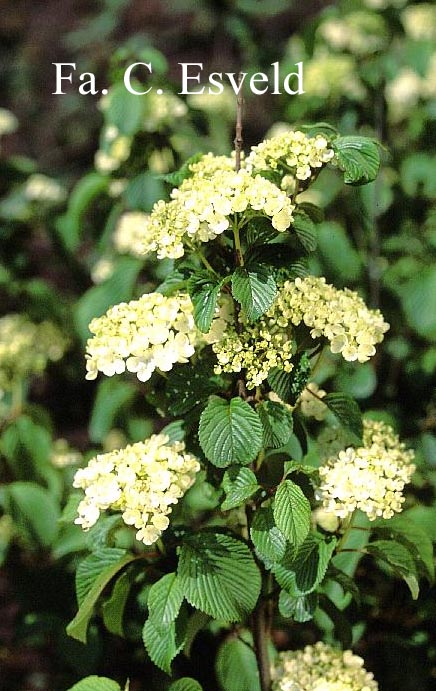 Viburnum plicatum 'Triumph'