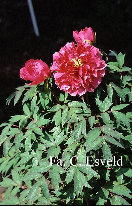 Paeonia suffruticosa 'Houki'