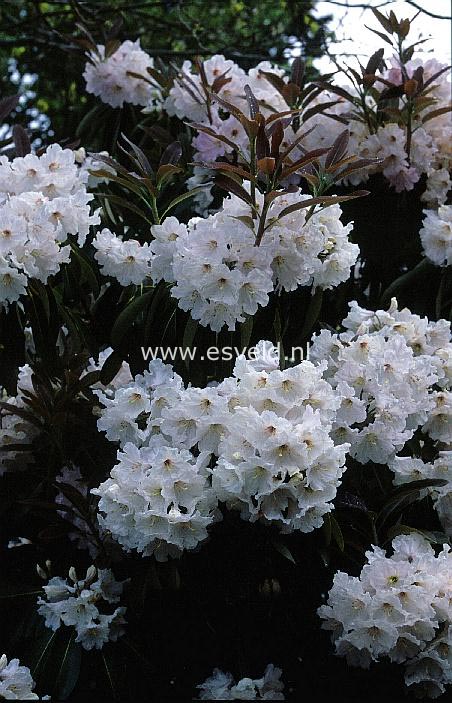 Rhododendron decorum