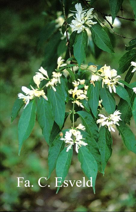 Lonicera maackii