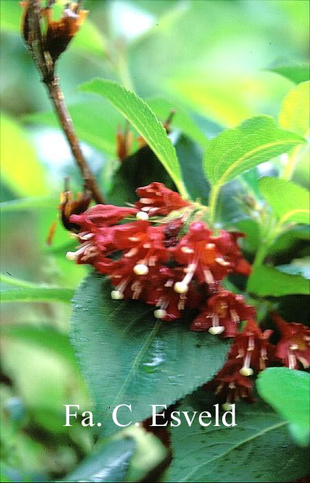 Weigela floribunda