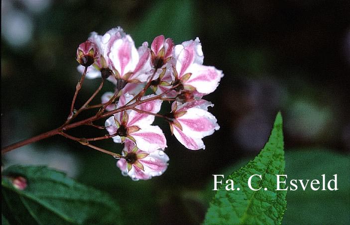 Deutzia purpurascens 'Kalmiiflora'