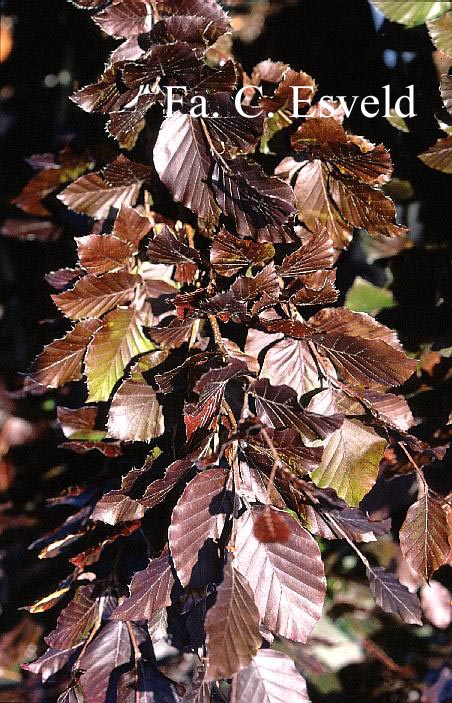 Fagus sylvatica 'Dawyck Purple'