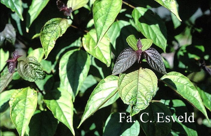 Clerodendrum trichotomum 'Purple Blaze'