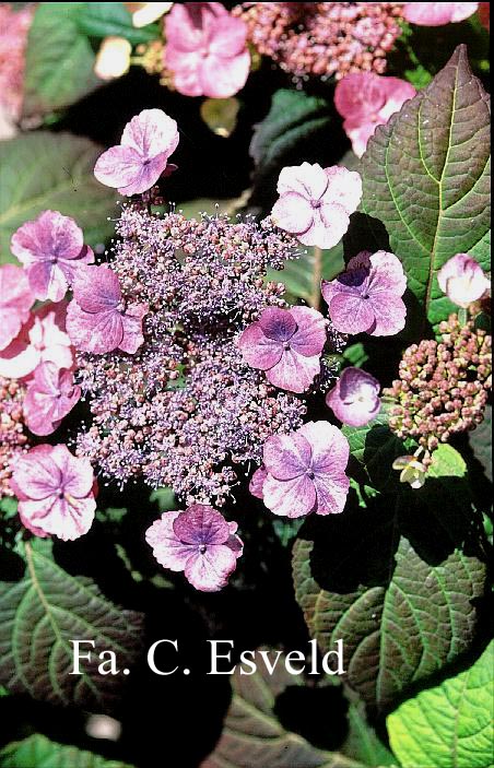 Hydrangea serrata 'Veerle'