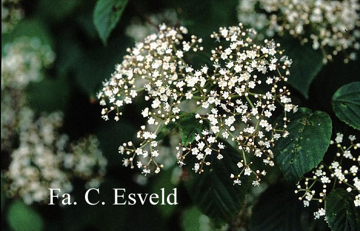 Viburnum betulifolium