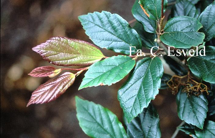 Sycoparrotia semidecidua 'Purple Haze'