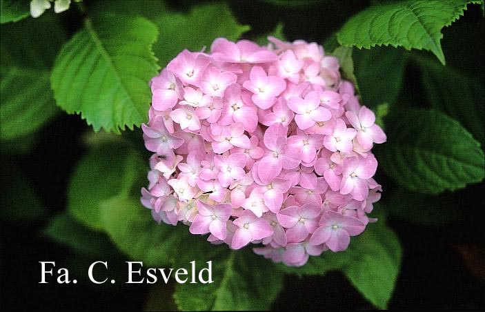 Hydrangea macrophylla 'St. Mont Jean'