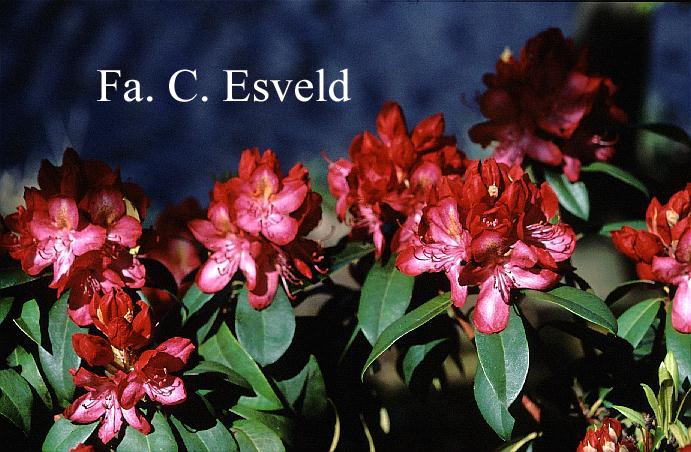 Rhododendron 'Junifeuer'