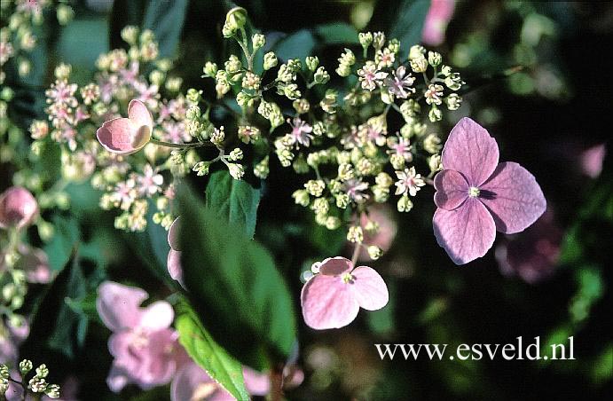 Hydrangea serrata 'Seto no tsuki'