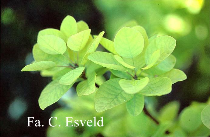 Cotinus coggygria 'Ancot' (GOLDEN SPIRIT)