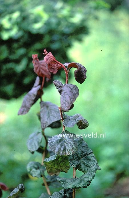 Corylus avellana 'Red Majestic'