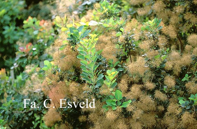 Cotinus coggygria 'Green Fountain'