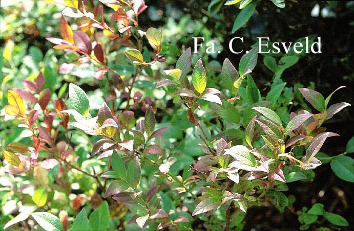 Vaccinium caesariense