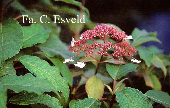 Hydrangea aspera 'Kawakami'