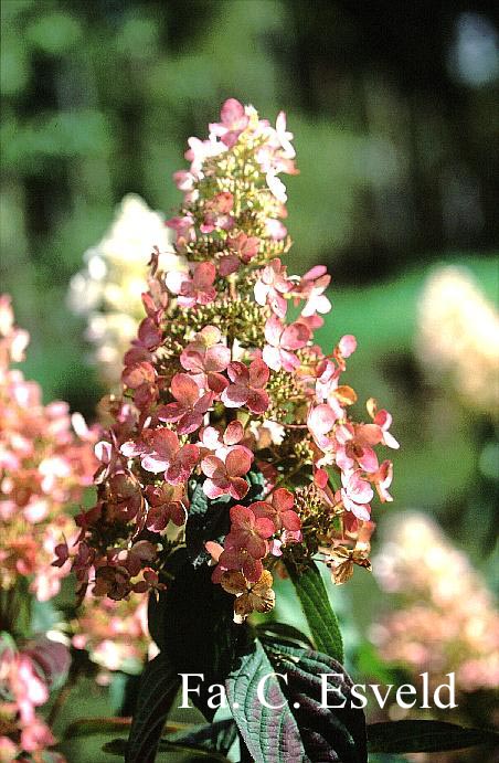 Hydrangea paniculata 'Dolly'